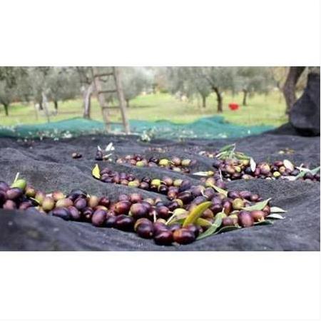 Olivepower Taraklı Zeytin Hasat Makinesi Devir Ayarlı